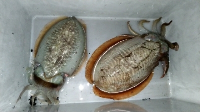 元旦初釣りエギング